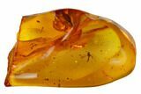 Detailed Fossil Fungus Gnat (Mycetophilidae) In Baltic Amber #170079-3
